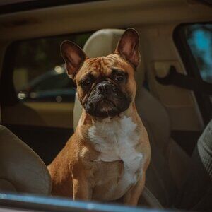 Meet your Posher, Rufus